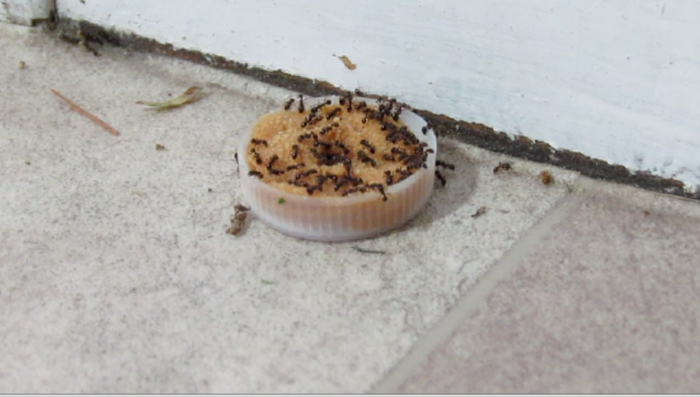 2011-06-21 Ant Trap.png