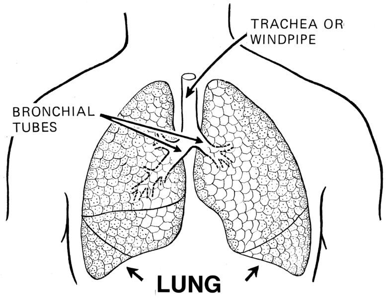 785px-Lung_(PSF).png