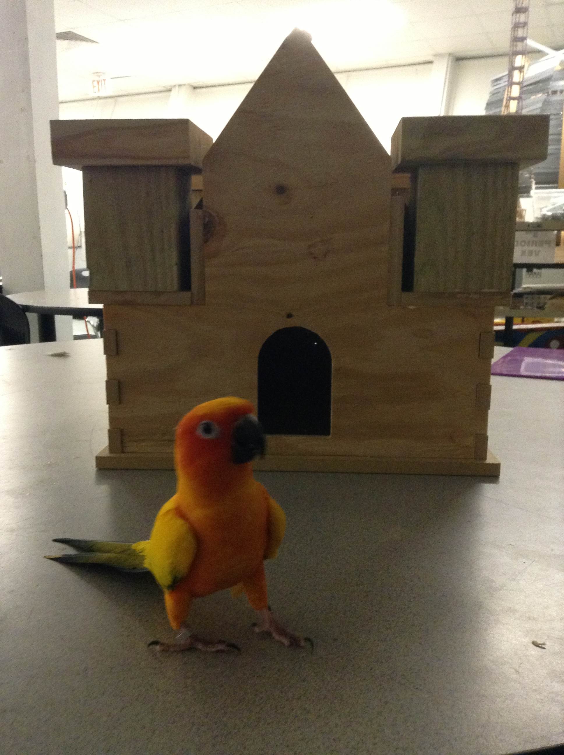 Bird Castle Bird.jpg