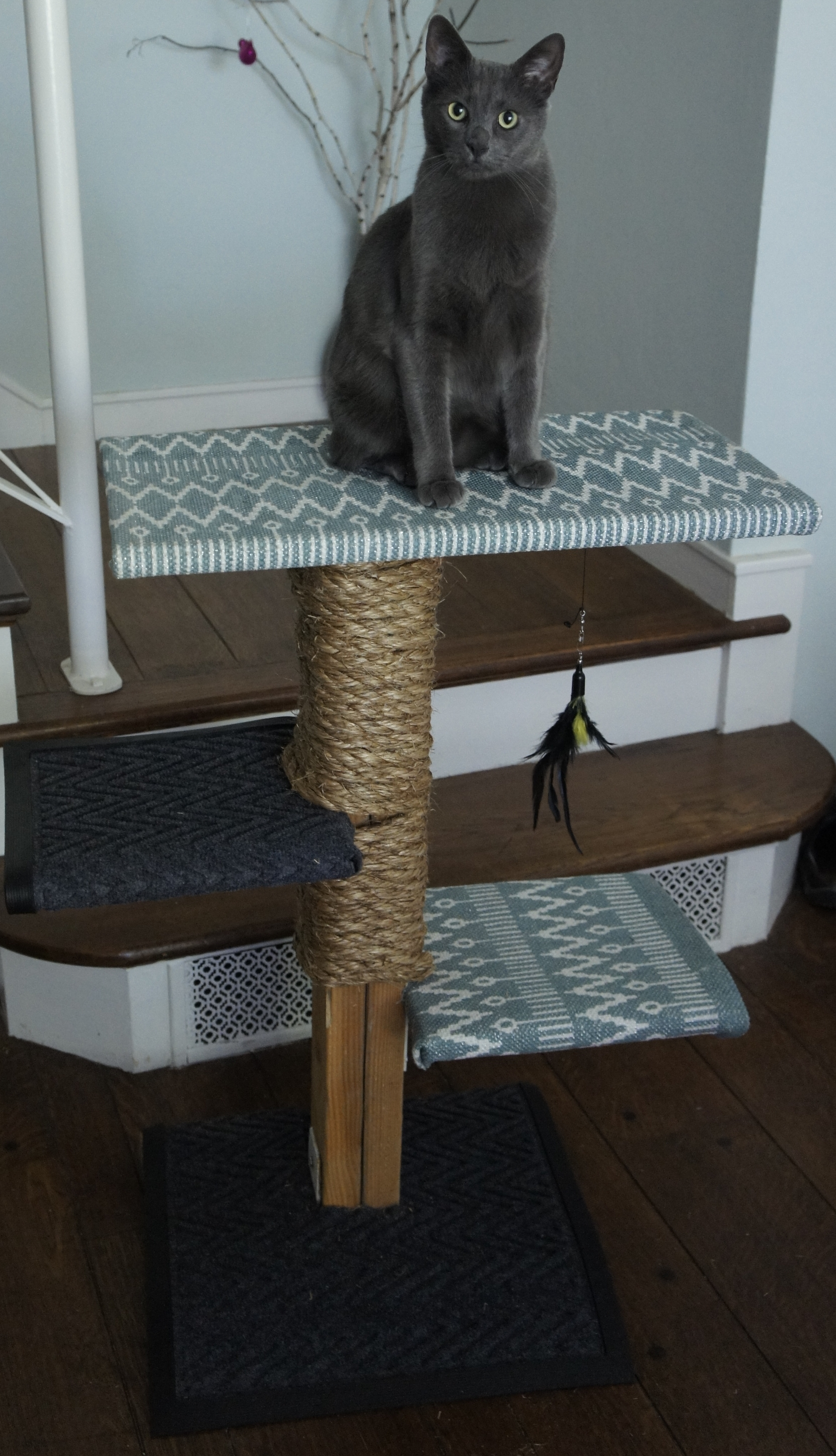 Cat scratcher_Benji standing.jpg