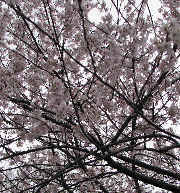 Cherry Blossoms-Dutch Dying Eggs 4-15-14.JPG