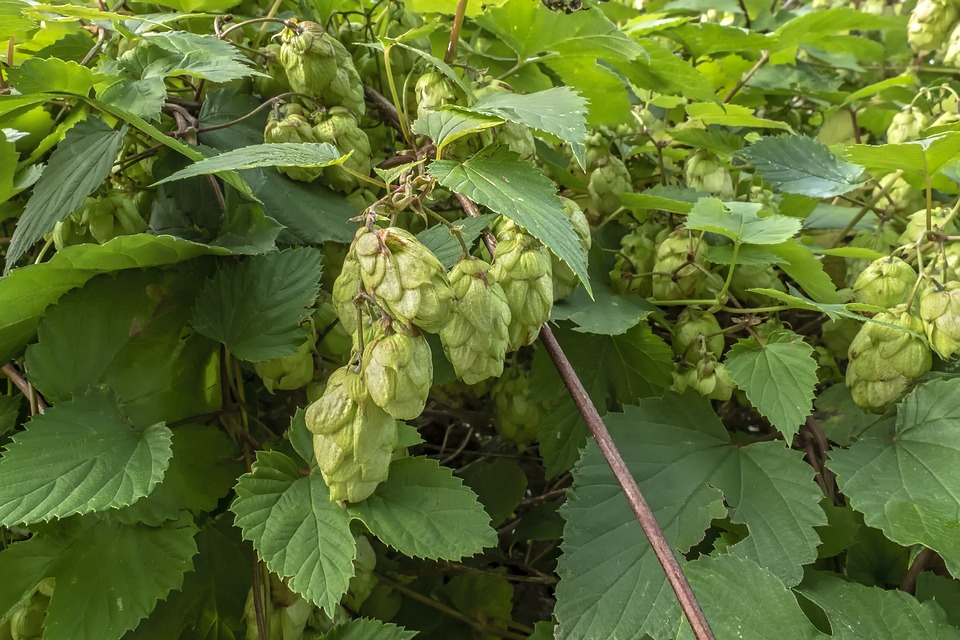 Climber-Plant-Nature-Hops-Plant-Hops-Flower-3727825.jpg