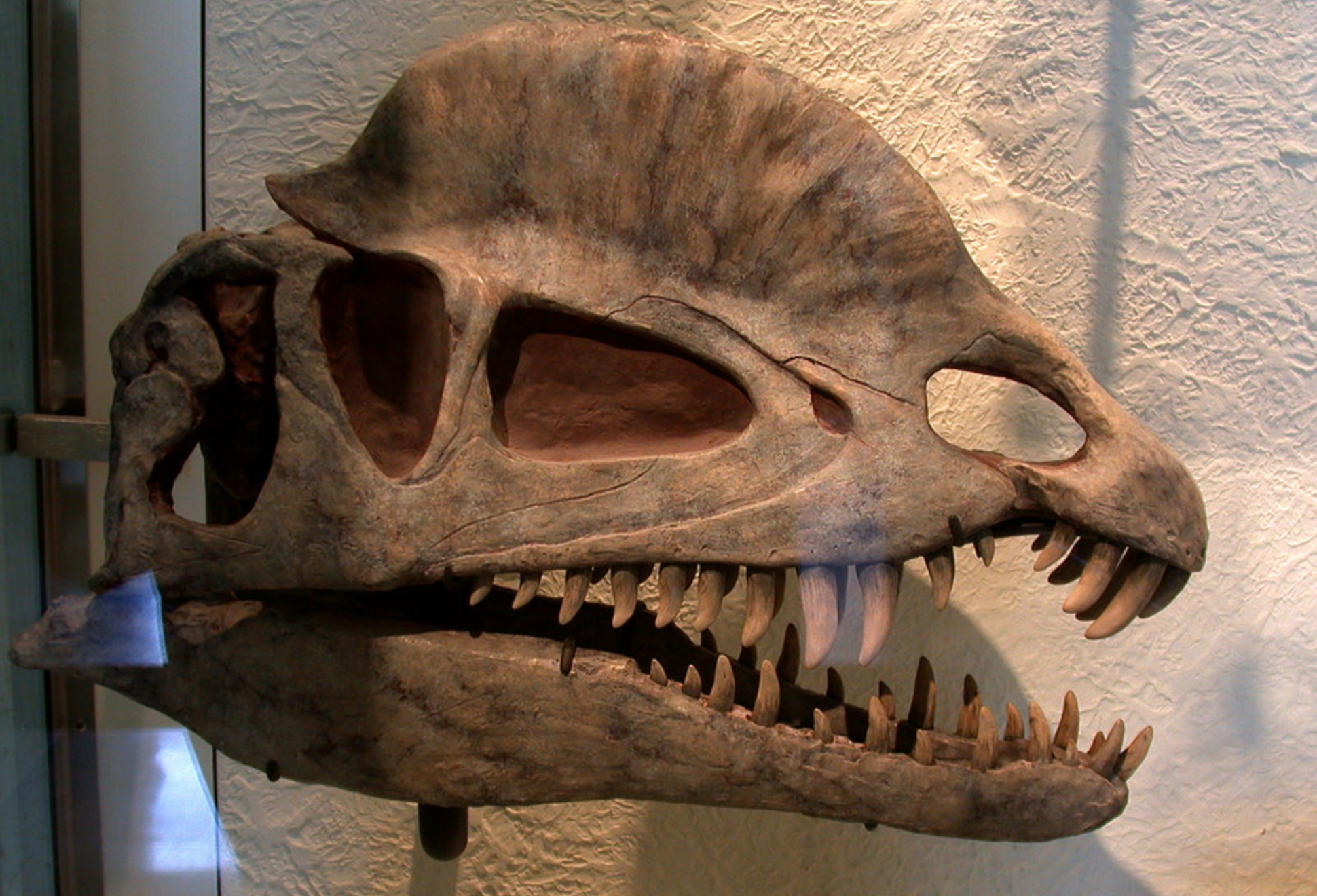 Dilophosaurus skull.png