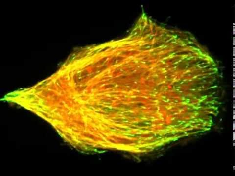 HeLa cell expressing EB3-GFP and tubulin-RFP