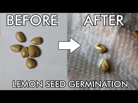 How to Grow a Lemon Tree from Seed - how to germinate lemon seed