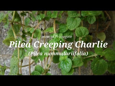 How to Propagate Pilea Creeping Charlie