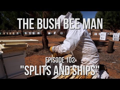 How to Split a Beehive - Episode 102: &amp;quot;Splits and Ships&amp;quot;