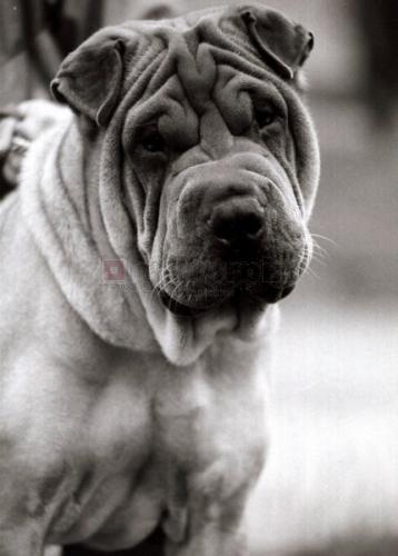 Sad-looking-Sharpei-dog_61964.jpg