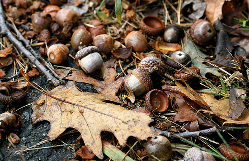 acorns.jpg