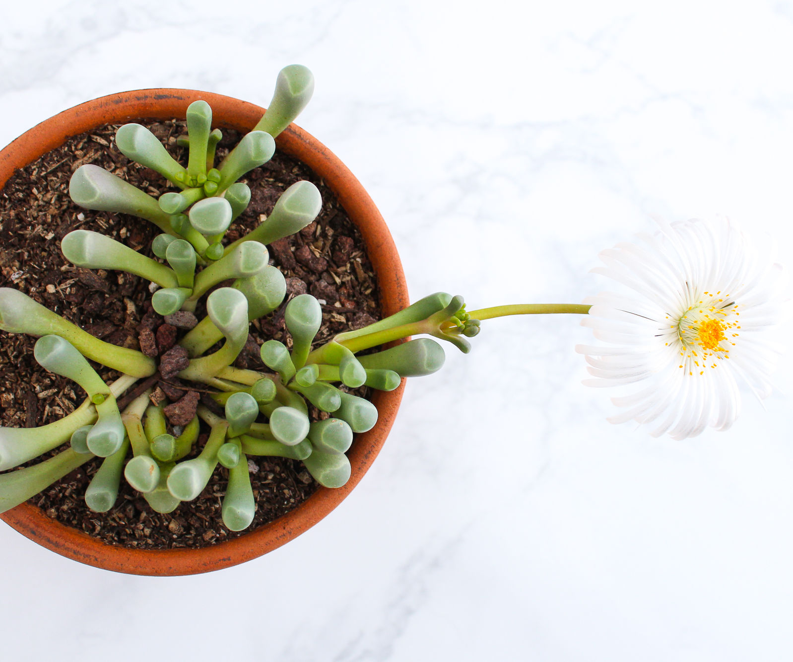 How to Grow and Care for Baby Toes (Fenestraria Rhopalophylla)