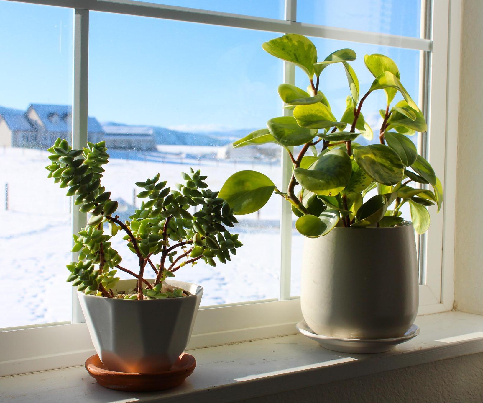 How to Survive Your First Winter With Houseplants 